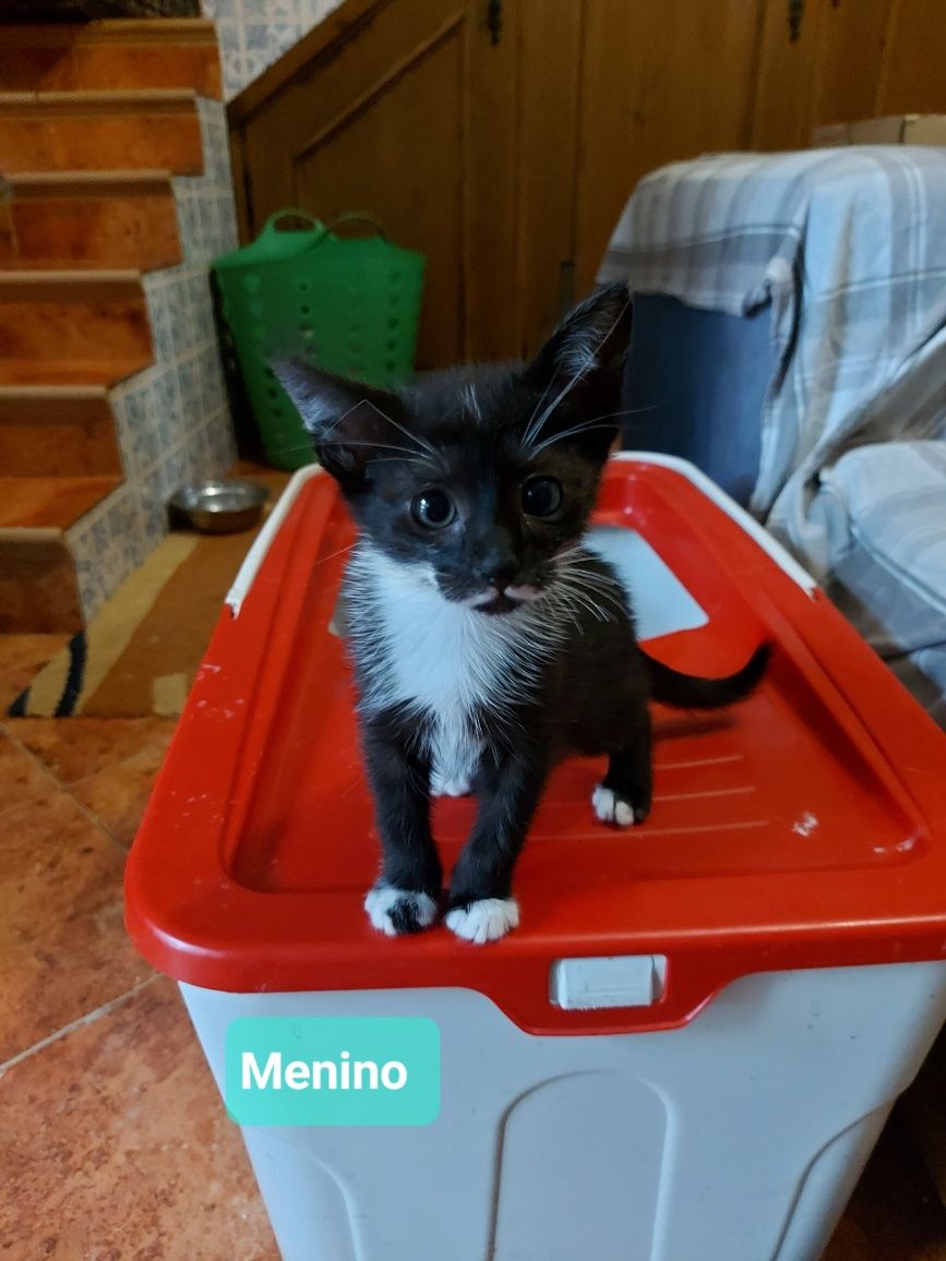 2 gatinhos bebés para adoção