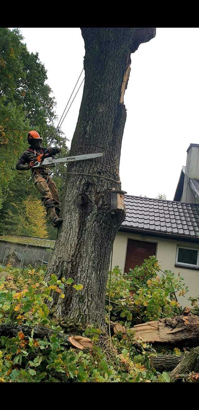 Alpinistyczna Wycinka Drzew