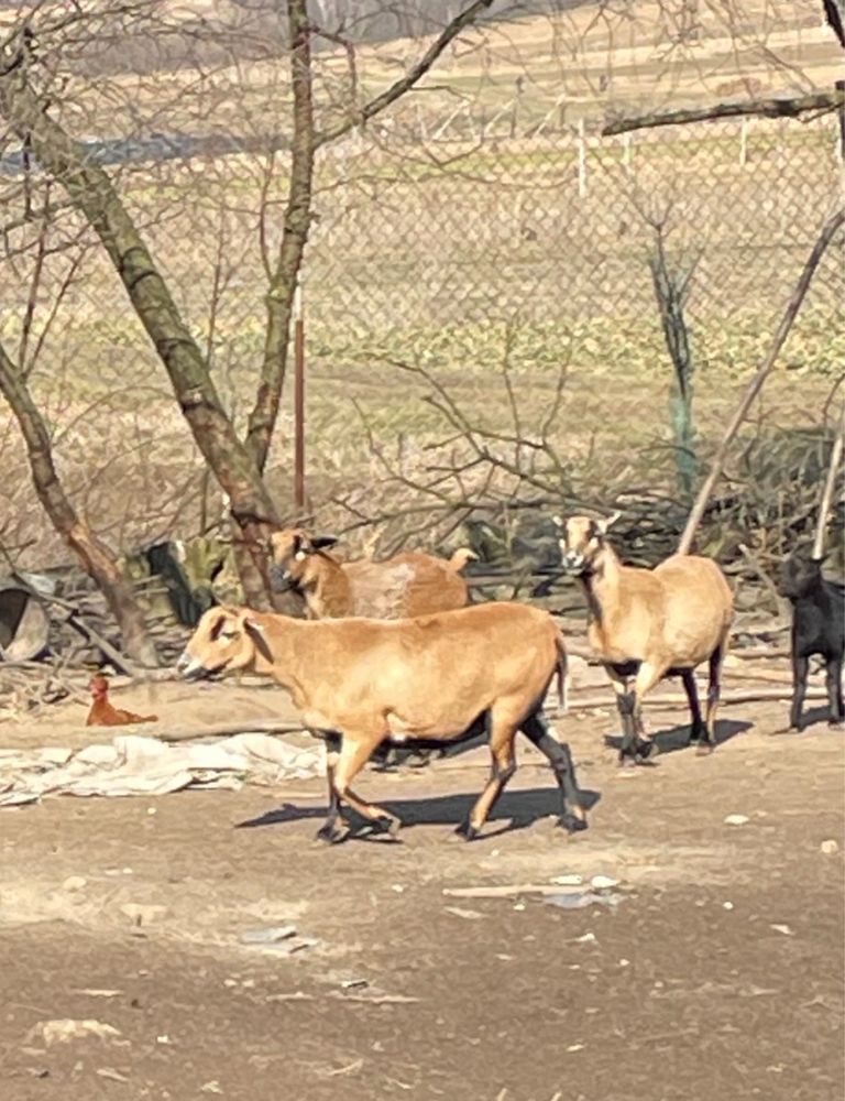 Owce kameruńskie oraz mieszańce z dorperem