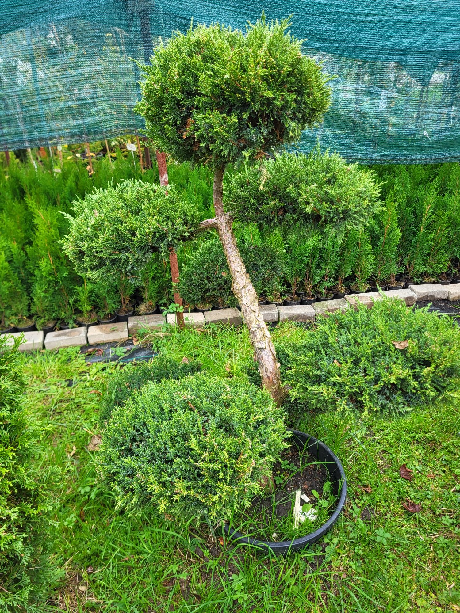 Bonsai Niwaki, drzewka formowane