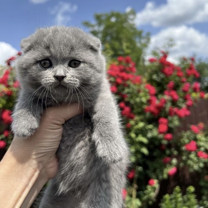Хлопчик і дівчинка