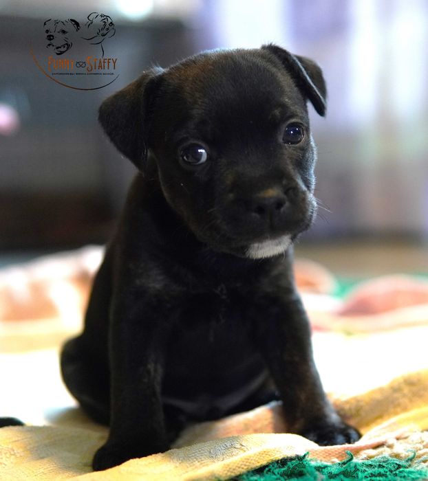 Staffordshire Bull Terrier - piesek