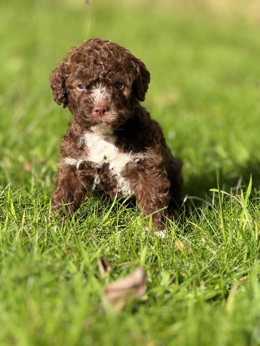Lagotto romagnolo ZKwP/FCI - piękny czekoladowy pies