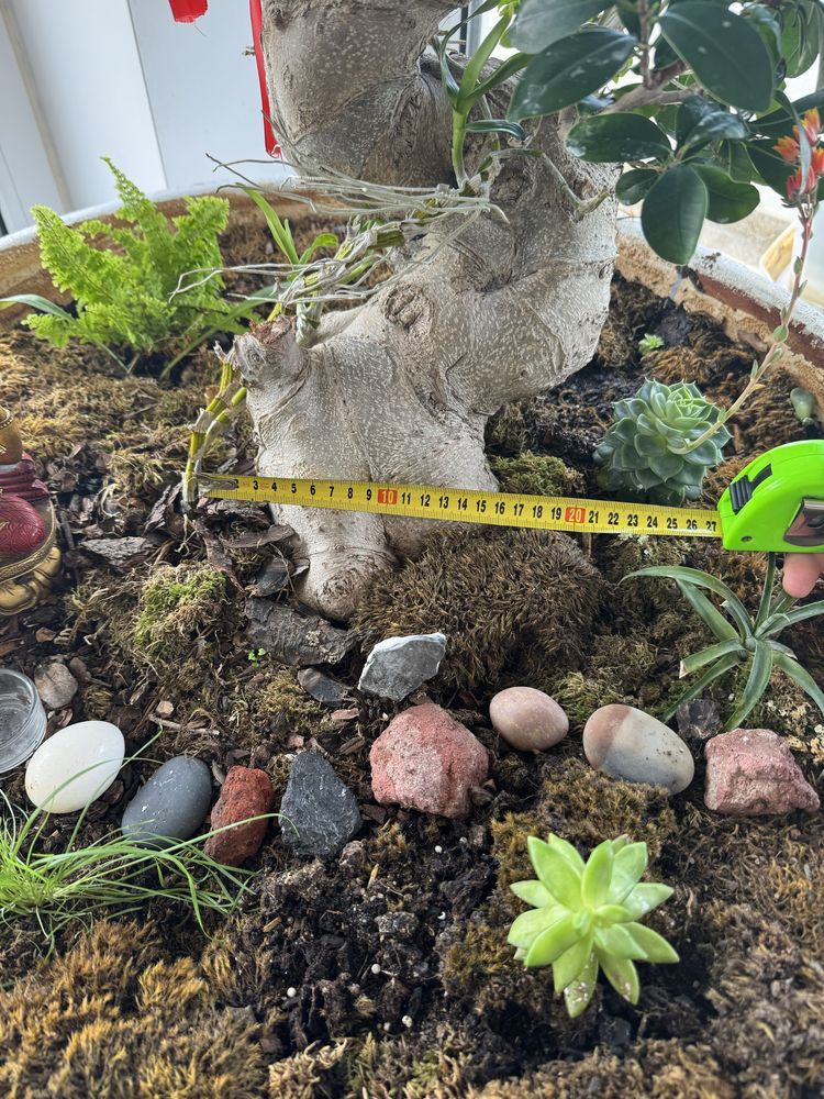 Plantas bonzai ficus