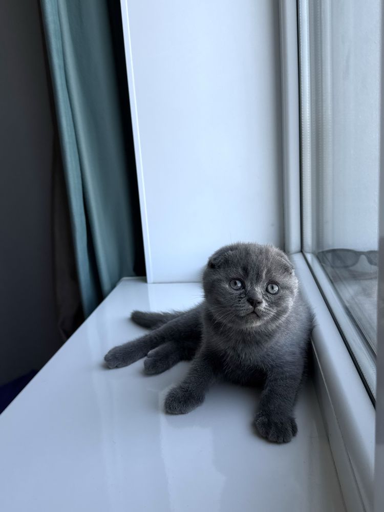 Шотландские вислоушки
