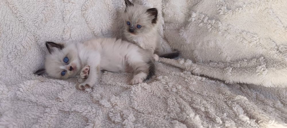 Ragdoll piękna dziewczynka