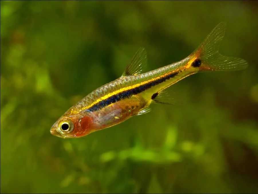 Razbora karłowata - Boraras urophthalmoides - Rasbora - dowóz, wysyłka