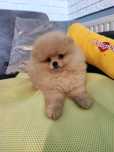 Pomeranian piesek