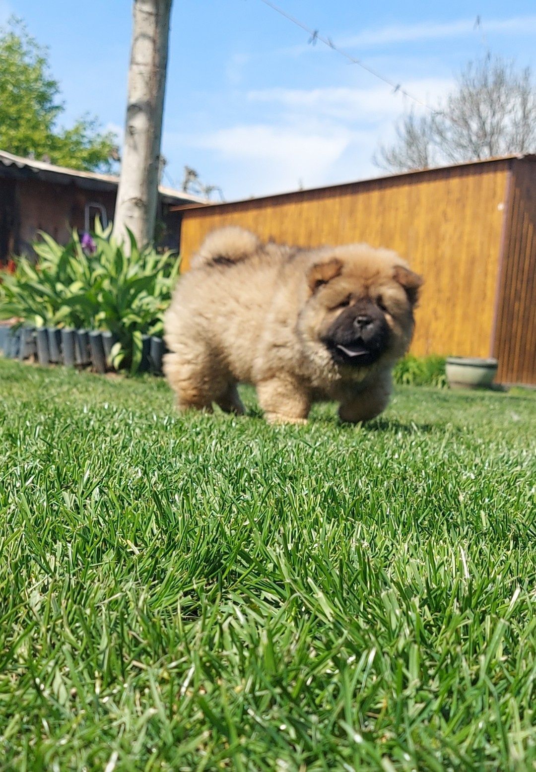 Chow chow szczeniak