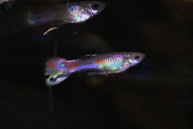 Peixes Guppy Endler