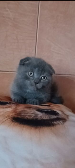 Вислоухая девочка