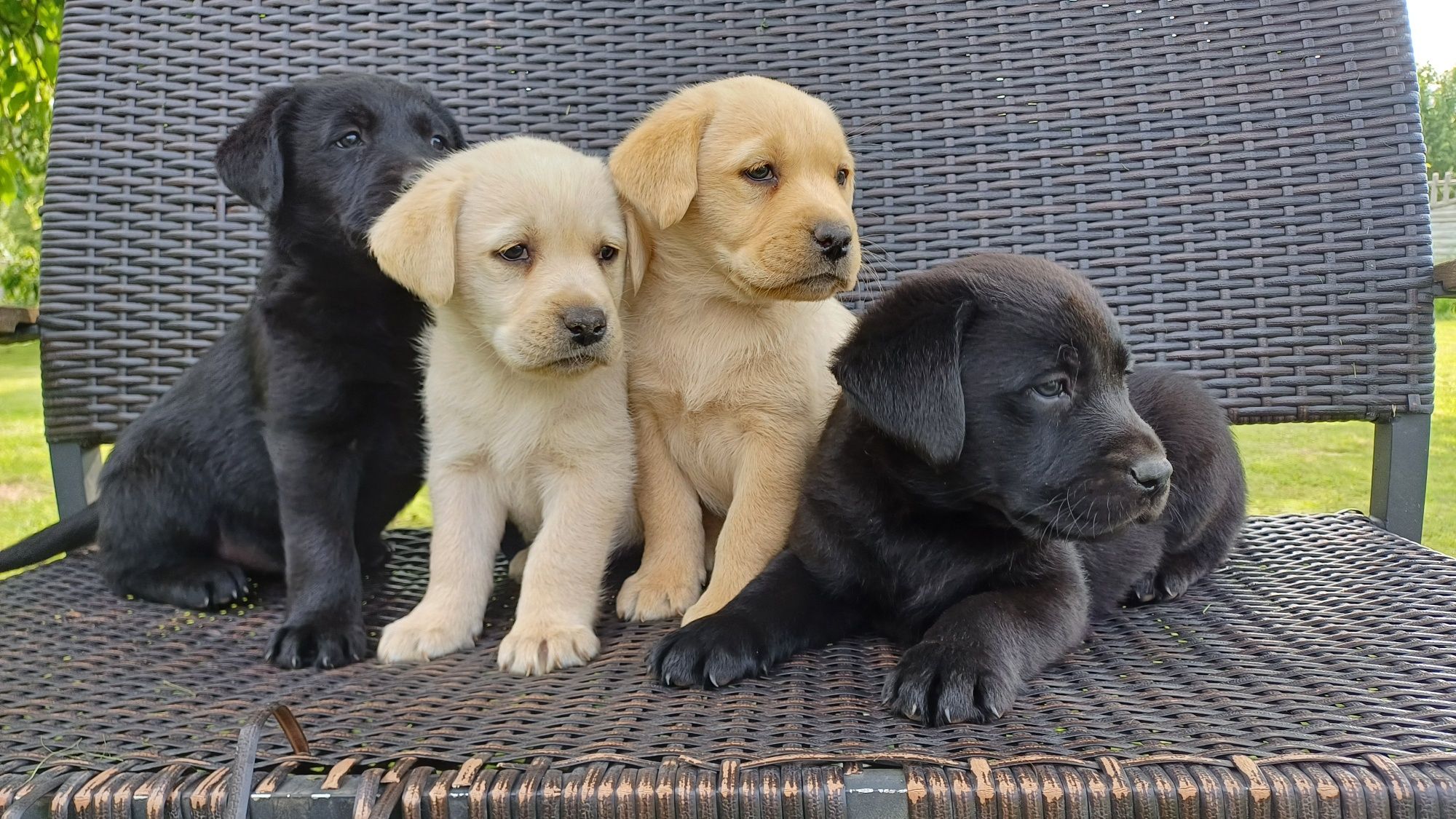 Labrador Retriever suczka