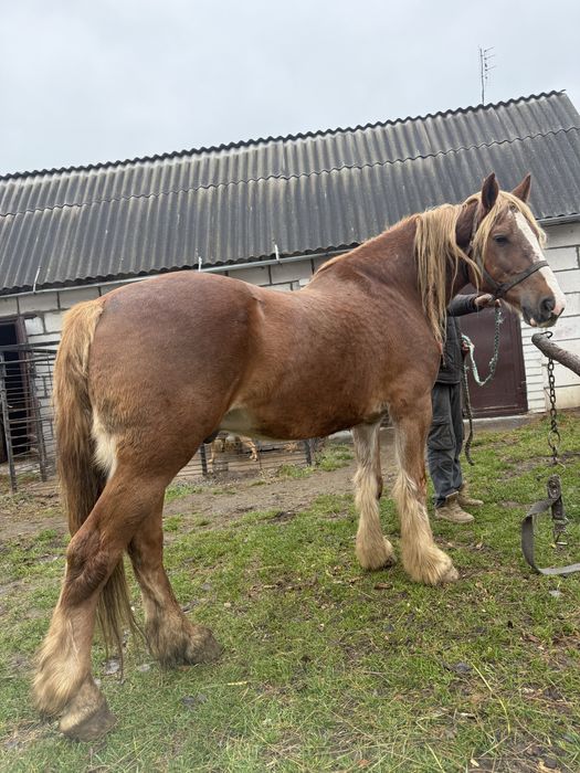 Продам робочого коня ваговоза
