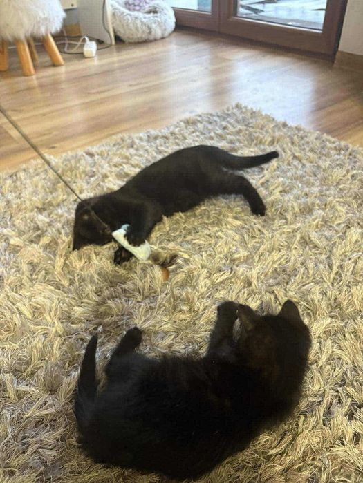 Mrucząca Felicja Czeka