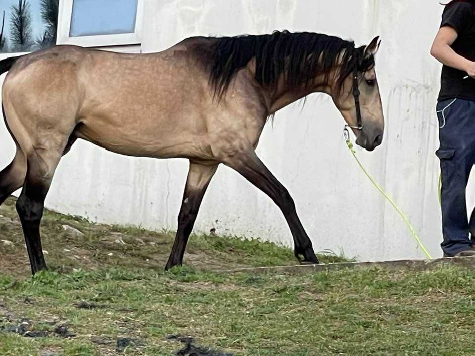 Lusitano Livro Verde