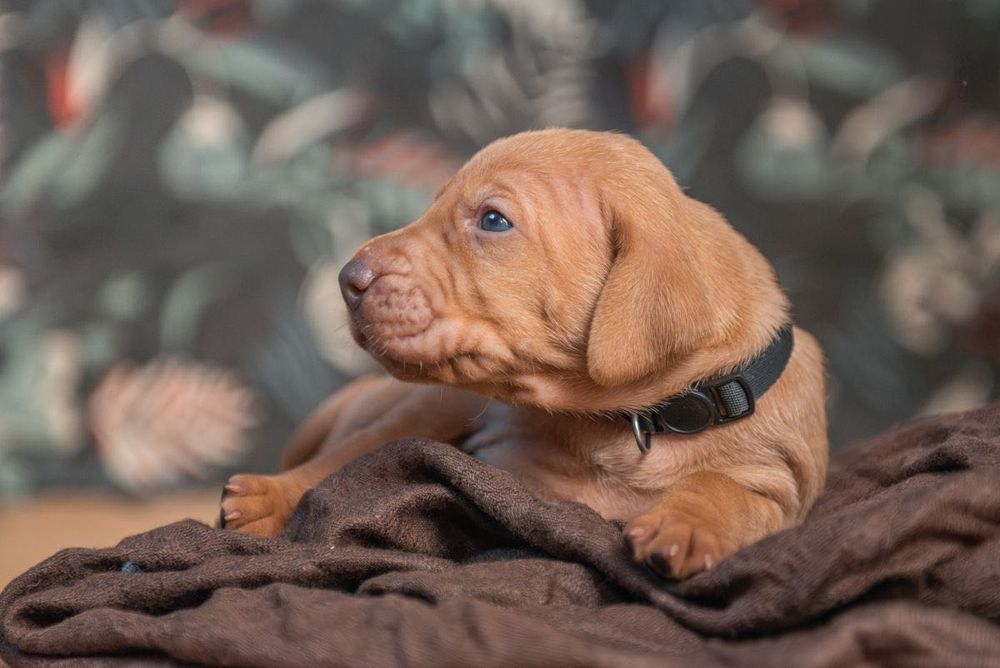 Wyżeł węgierski szczenięta FCI