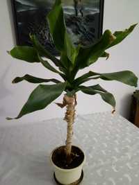 Kwiat doniczkowy (Dracena)