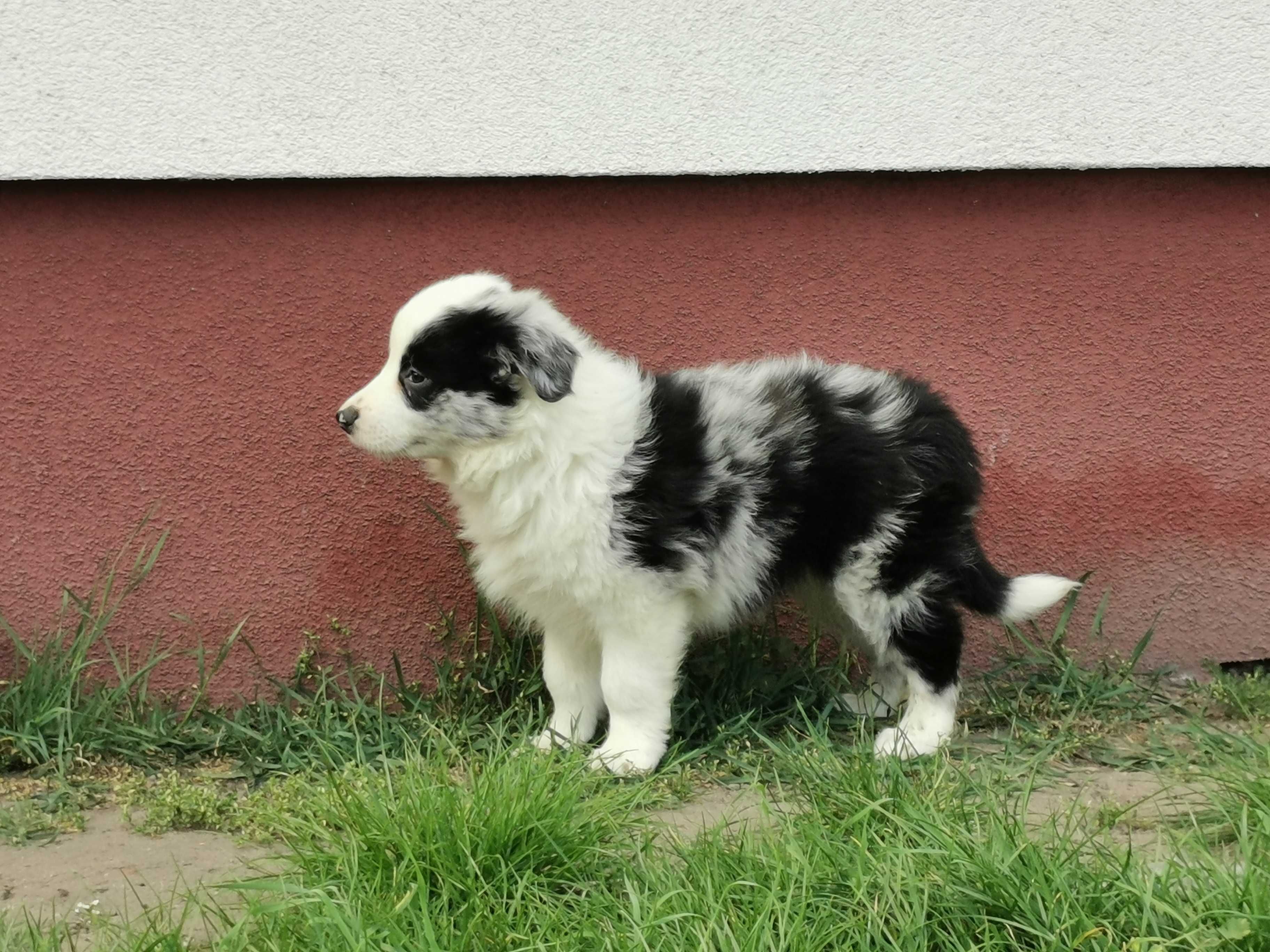 Border Collie piesek szczeniak