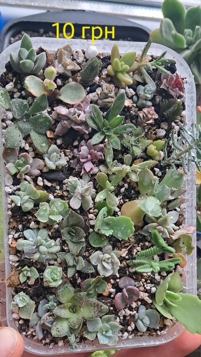 Эхеверия,  красула, каланхое, алое