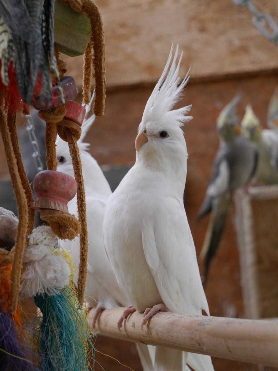 Нерозлучники,корела, какарік,піррура,ожереловий.Олександрійський,ара.