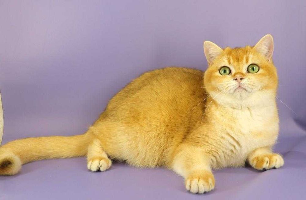 Зеленоока британська золота шиншила