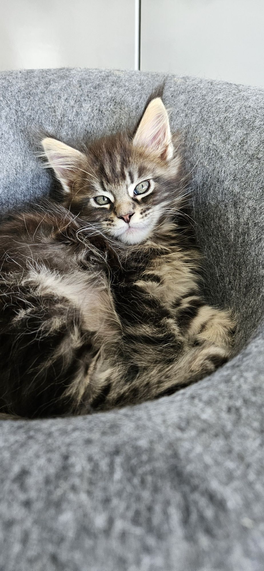 Kotka Maine Coon miot C