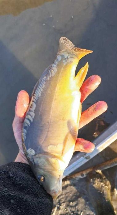 Sprzedam Karp kroczek