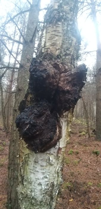 Чага-Чайний гриб