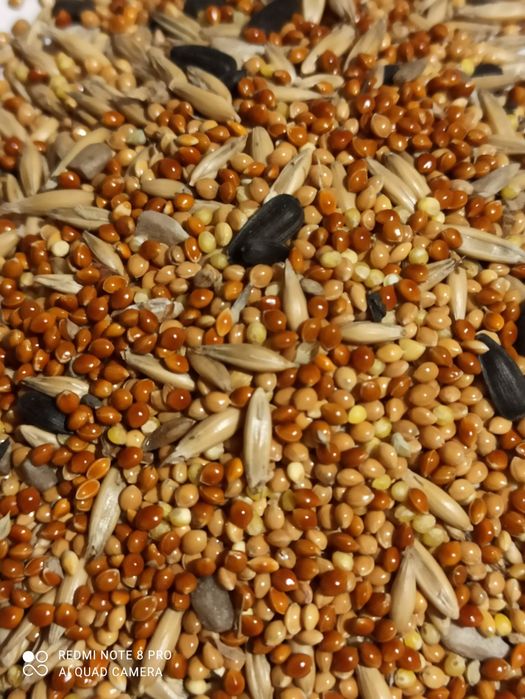 Корм для попугаїв