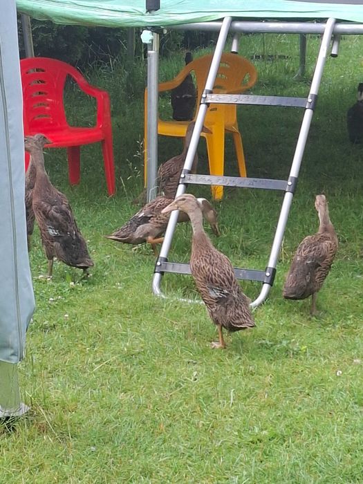 Kaczki (kaczory) biegusy na ślimaki
