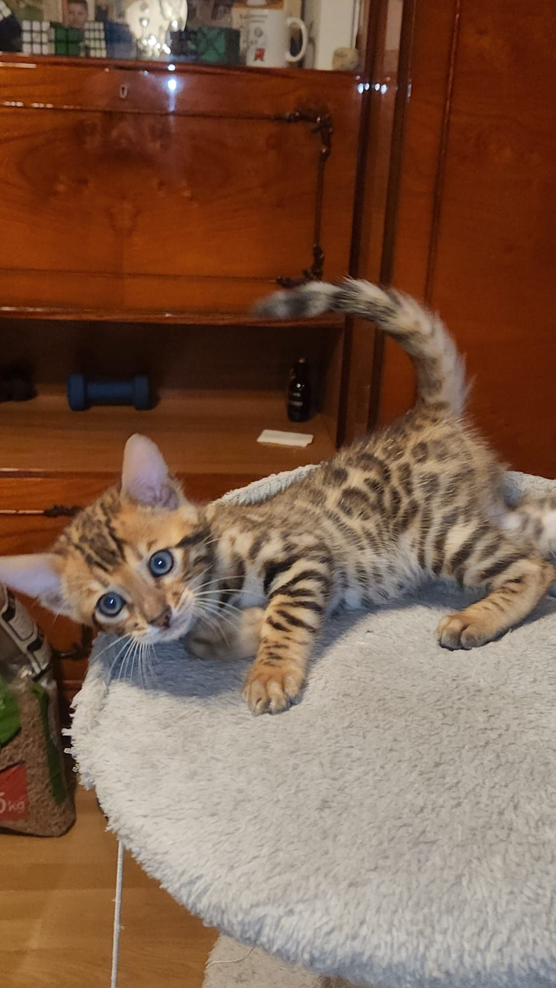 Kot kotki bengal bengalskie TICA
