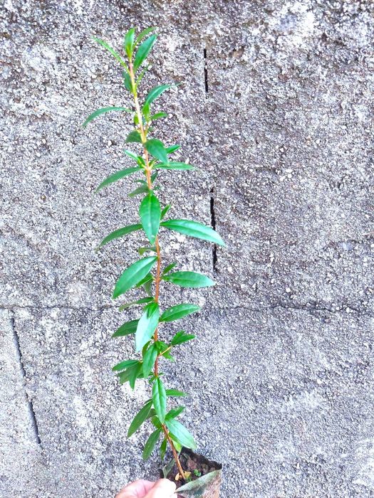 Murta - Myrtus communis