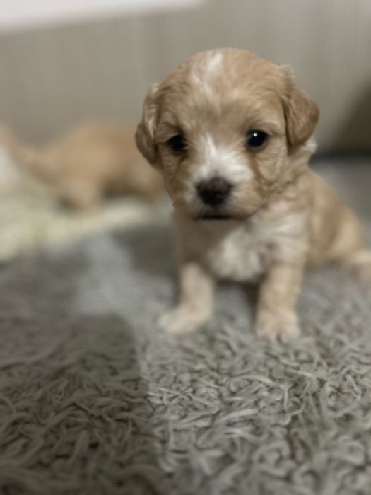 Maltipoo urocza sunia do rezerwacji