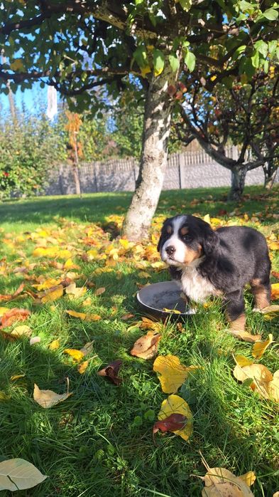 Berneński Pies Pasterski