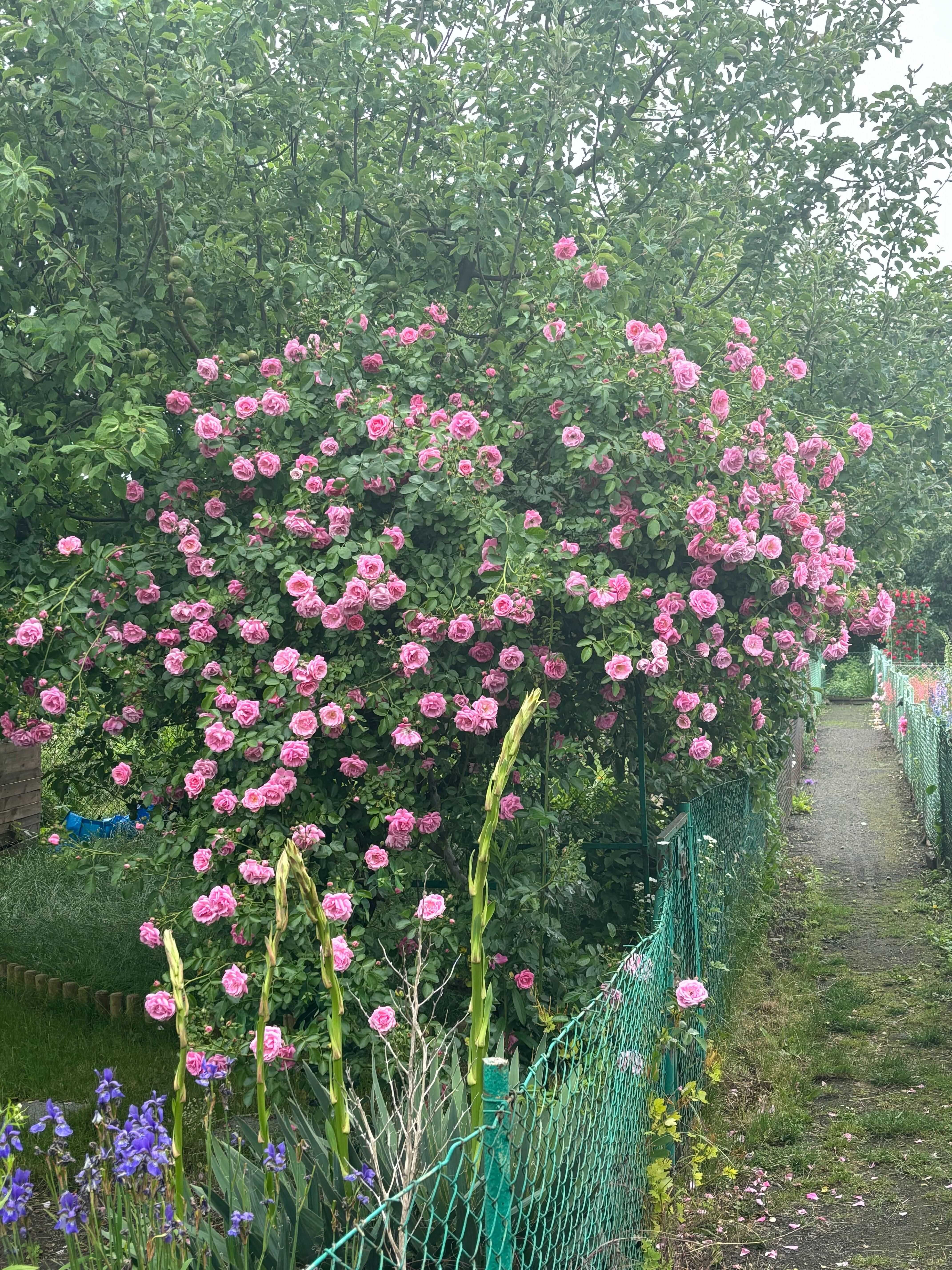 Działka ROD "Piast" Wrocław