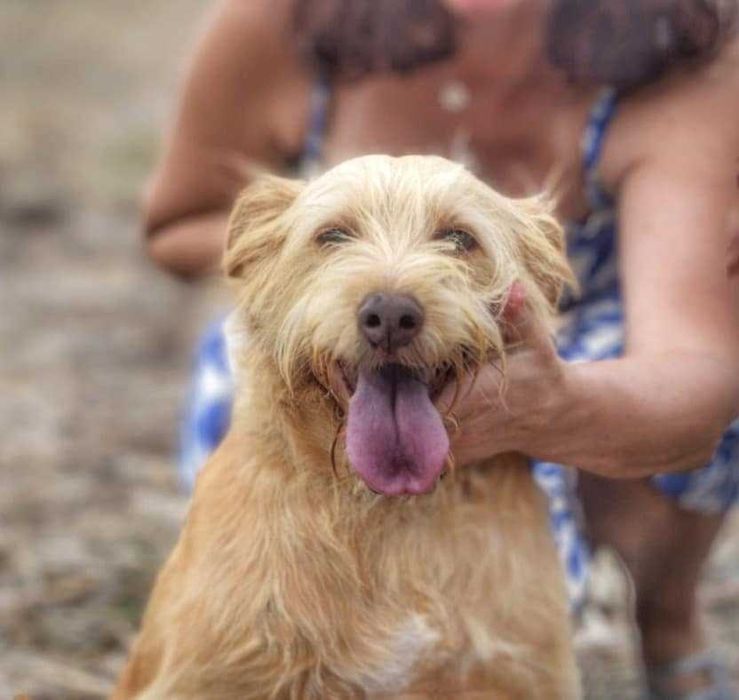 Mel - Cadela média-pequeno para adoção