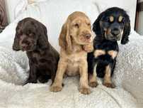 Szczenię Cocker Spaniel szuka domku