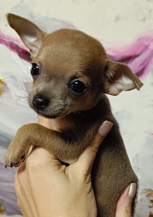 Śliczny krótkowłosy piesek maści blue fawn
