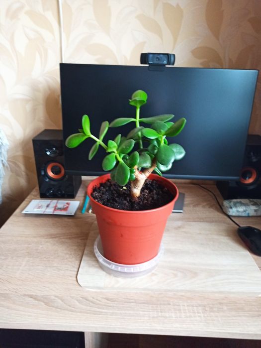 Денежное дерево - Красула,, Кротон.