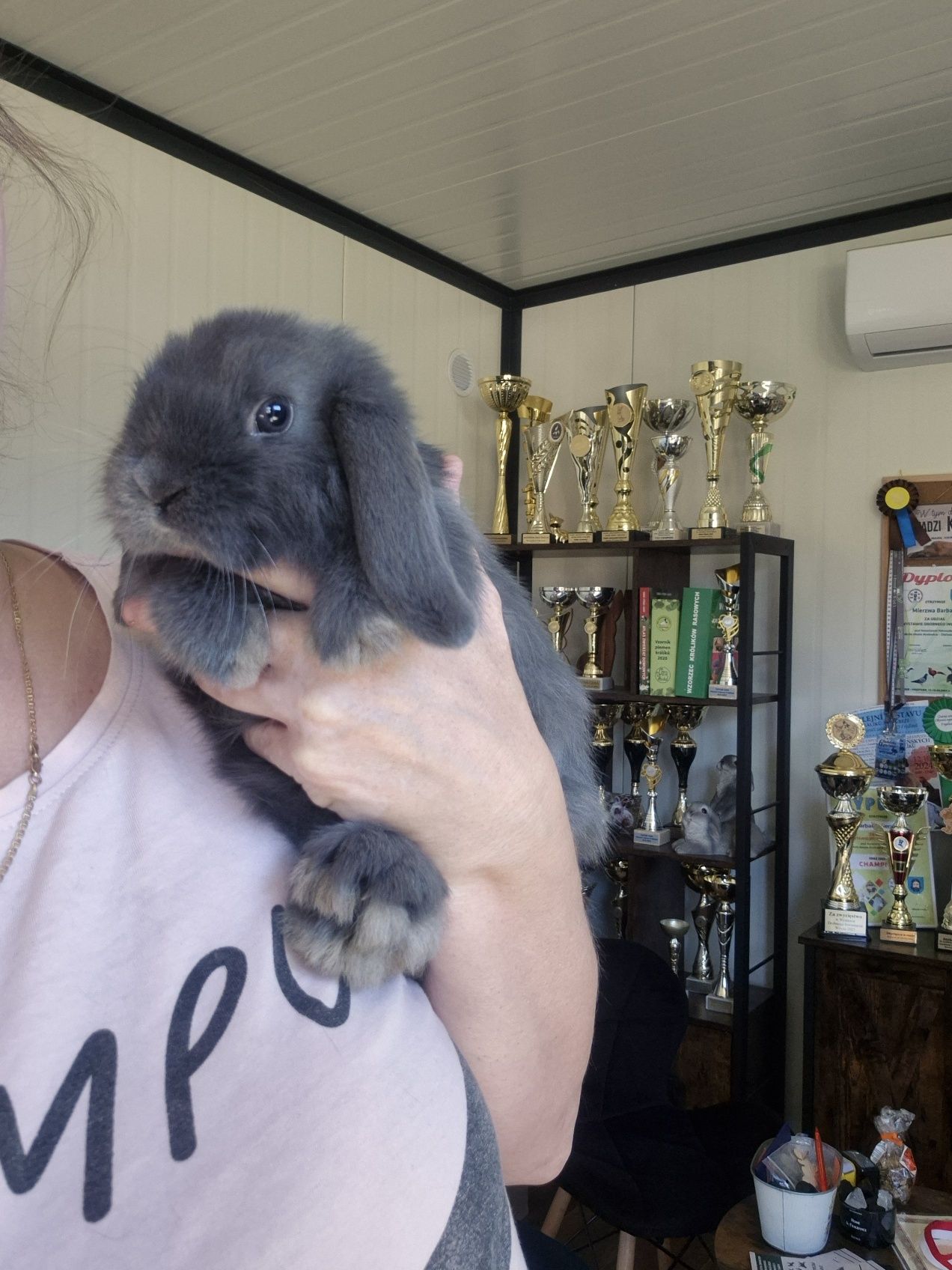 Króliczki Mini Lop