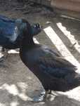 Vendo pato cayuga