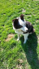 Suczka Border Collie tricolor