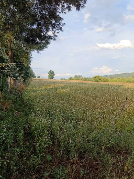 Działka budowlano-rolna z widokiem na Kazimierz 1 ha