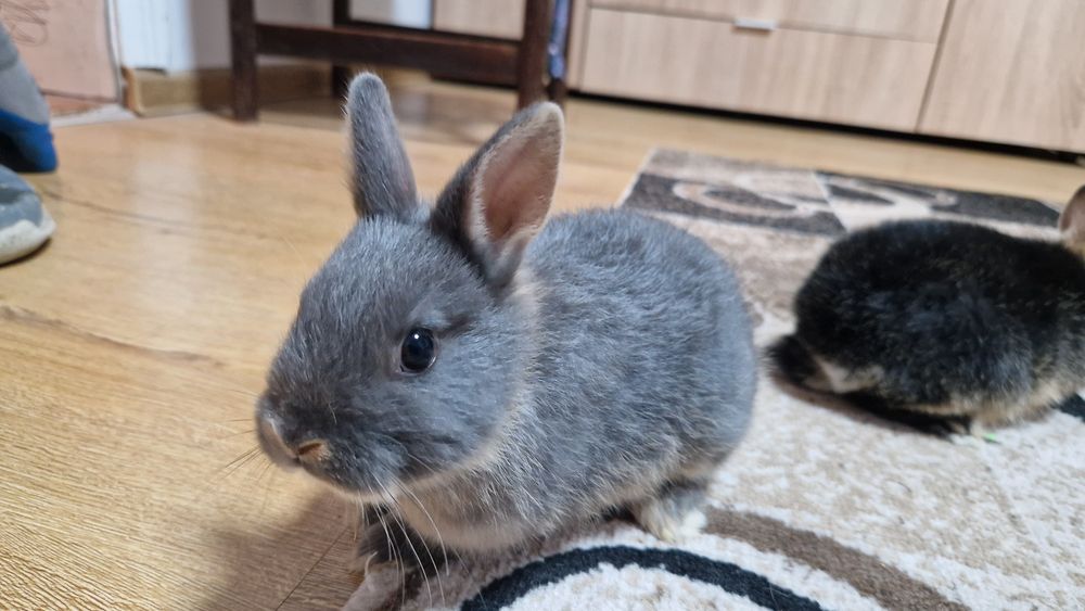 Новозеландські кролики