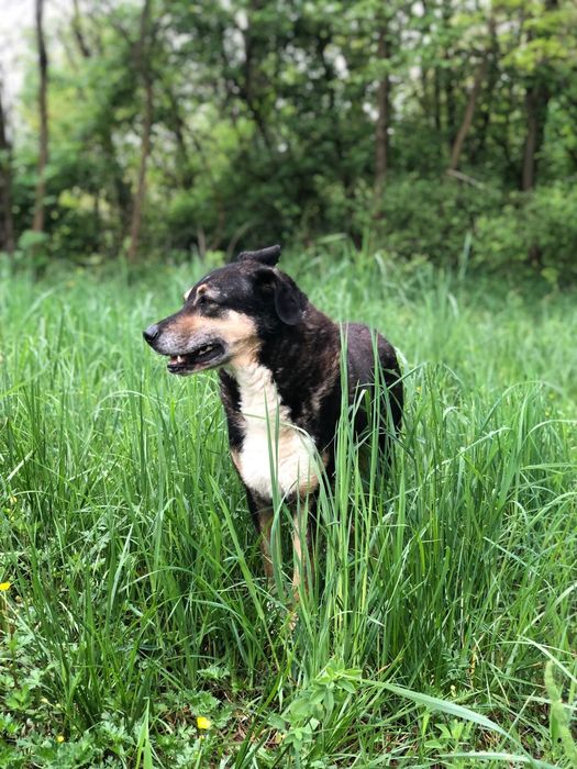 Roxi poleca się do adopcji
