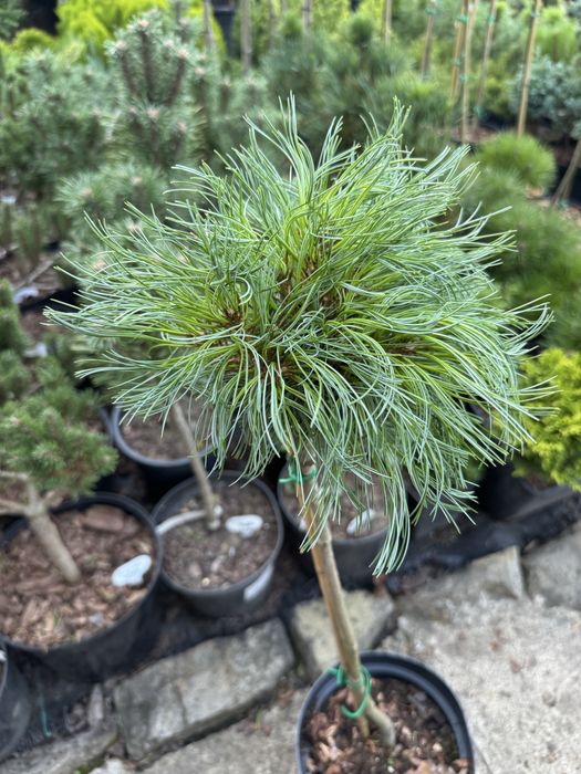 Хвойні рослини,туя,тис,ялівець,сосна,ялина.Догляд ,корекція,формування