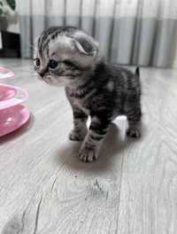 Шотландські мармурові кошенята. Народились 26 березня