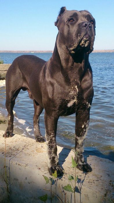 Кане Корсо вязка