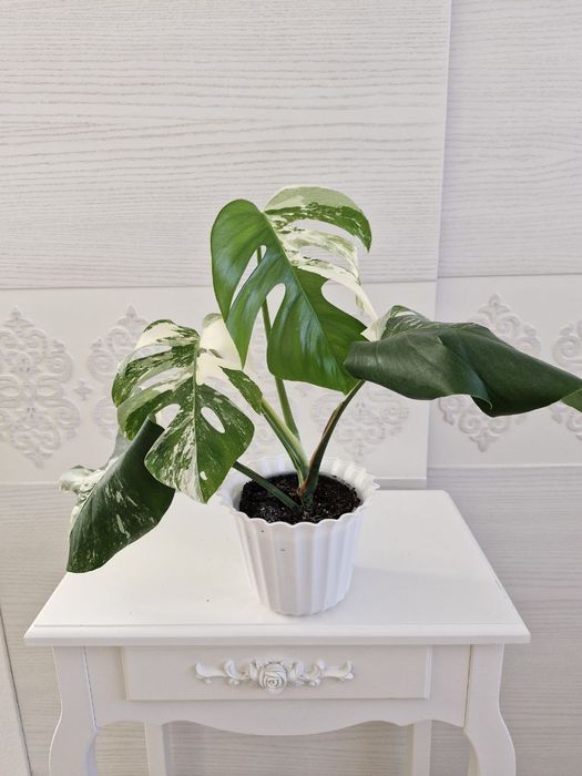 Монстеру Альбу продам