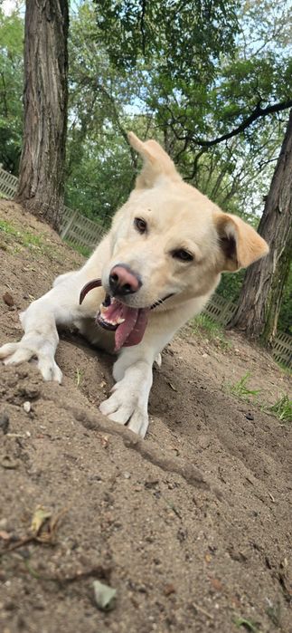 Piesek Max -   akita szuka domku